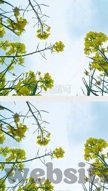 麻豆传媒网站入口下载-麻豆传媒网站，数字时代的文化探索