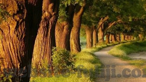 麻豆视频你懂的-麻豆视频，深入了解其背后的多重面向